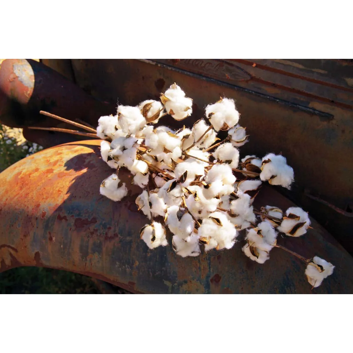 Cotton Stem Pic