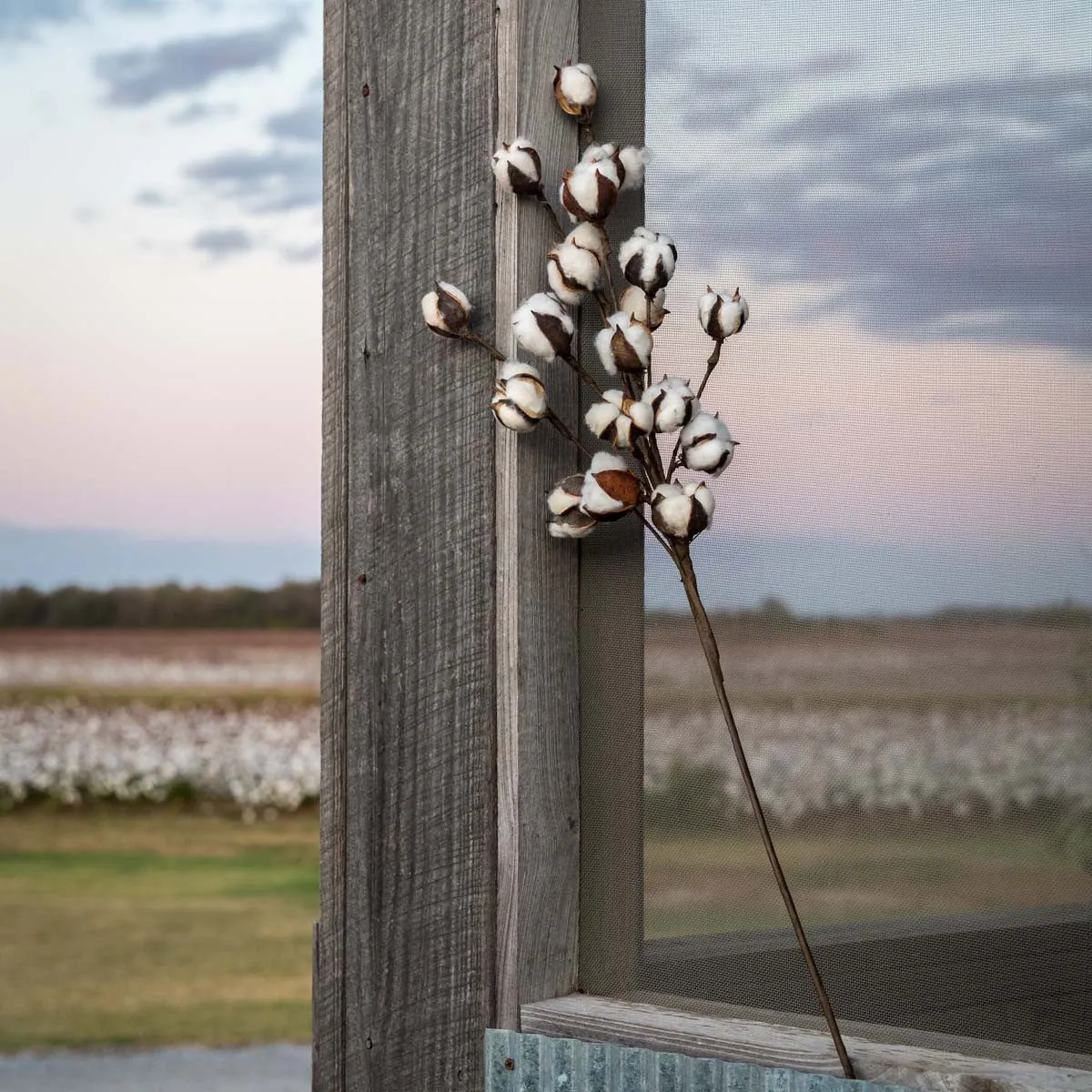Cotton Stem Pic