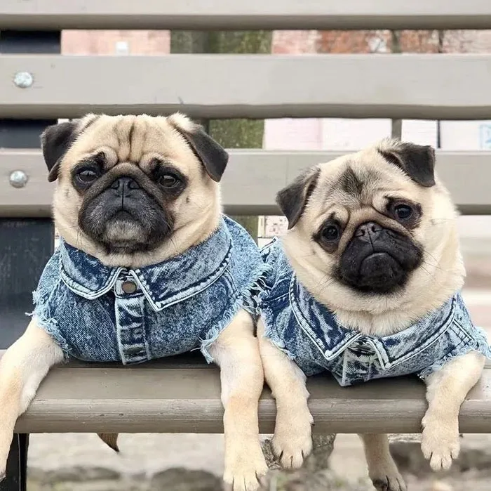 "Bad to the Bone" Denim Vest