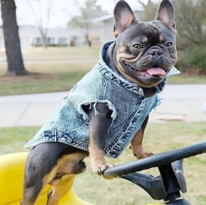 "Bad to the Bone" Denim Vest