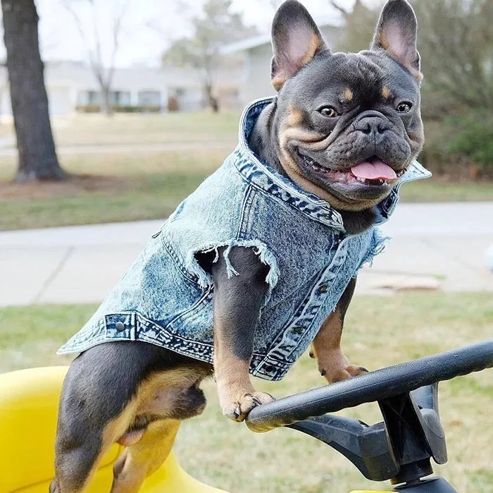 "Bad to the Bone" Denim Vest